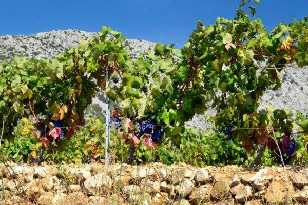 Perla Hvar Aparthotel Иван Долац Екстериор снимка